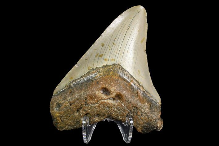 3.27" Fossil Megalodon Tooth - North Carolina